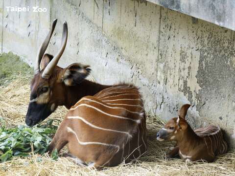 斑哥羚羊的懷孕期將近十個月，一胎只生產一隻幼仔(圖片來源：臺北市立動物園)