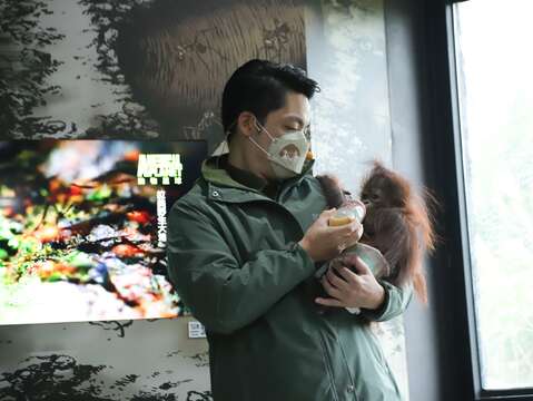 Mayor Doubles as Zookeeper, Helps Nurse Baby Orangutan