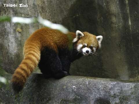 Taipei Zoo Celebrates 2023 World Wildlife Day