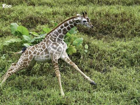 Taipei Zoo Celebrates 2023 World Wildlife Day