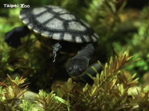 Taipei Zoo Celebrates 2023 World Wildlife Day