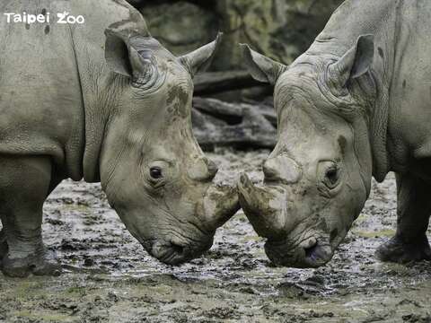 Taipei Zoo Celebrates 2023 World Wildlife Day