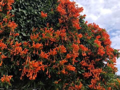 花博圓山園區炮仗花橘黃瀑布景象超壯觀。(圖片來源：臺北市政府工務局公園路燈工程管理處)