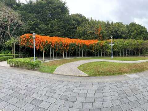 花博圓山園區藏有炮仗花廊道。(圖片來源：臺北市政府工務局公園路燈工程管理處)