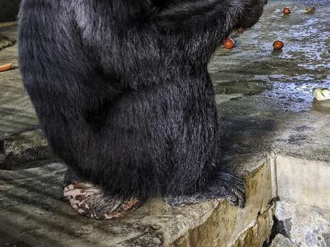 苦瓜、青椒、茄子等都是黑猩猩的心頭好，甚至會為了搶茄子吵架（王俐婷攝）(圖片來源：臺北市立動物園)