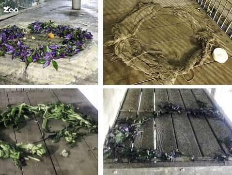 黑猩猩「娃智」把不愛吃的食材排列成一個「圓形魔法陣」，讓保育員好氣又好笑（徐國倫攝）(圖片來源：臺北市立動物園)
