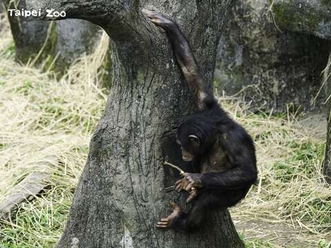 聰明的黑猩猩會使用工具（詹德川攝）(圖片來源：臺北市立動物園)