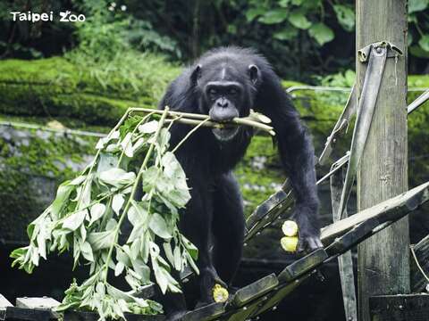 黑猩猩喜歡口感脆脆的蔬菜(圖片來源：臺北市立動物園)