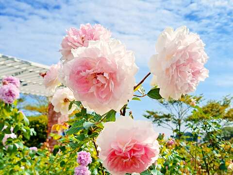 園區內盛放的玫瑰熱情迎接各位蒞臨玫瑰展。(圖片來源：臺北市政府工務局公園路燈工程管理處)