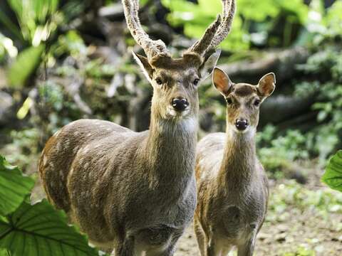 今(2023)年植樹節動物園邀請大小朋友進入「種子魔法學院」，來認識植物保育、關心生態環境（詹德川攝）(圖片來源：臺北市立動物園)