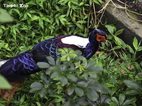 臺北市立動物園邀請大家一起守護生物多樣性為地球共建更好的未來(圖片來源：臺北市立動物園)