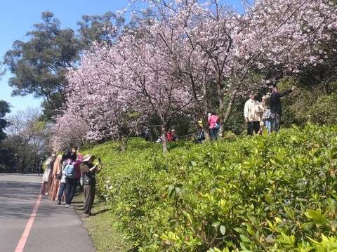 2023陽明山花季湖山路旁吉野櫻花況(圖片來源：臺北市政府工務局公園路燈工程管理處)