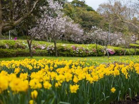 2023陽明山花季湖山綠地西洋水仙花況(圖片來源：臺北市政府工務局公園路燈工程管理處)
