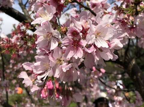 吉野櫻近照(圖片來源：臺北市政府工務局公園路燈工程管理處)