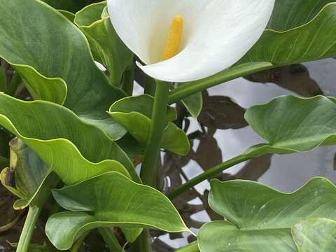 近賞海芋(圖片來源:臺北市政府工務局大地工程處)