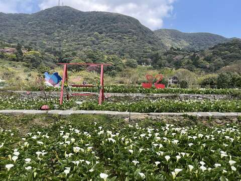 海芋花田風景(圖片來源:臺北市政府工務局大地工程處)