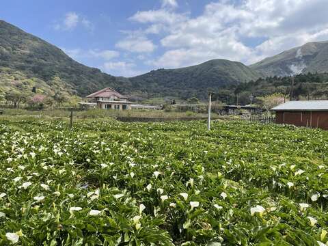 頂湖海芋花海(圖片來源:臺北市政府工務局大地工程處)