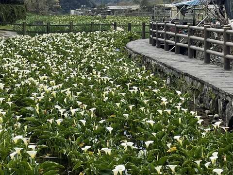 步道旁的海芋田(圖片來源:臺北市政府工務局大地工程處)