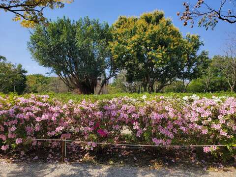 杜鵑花心心已盛開，保握風和日麗好天氣春遊大安(圖片來源：臺北市政府工務局公園路燈工程管理處)