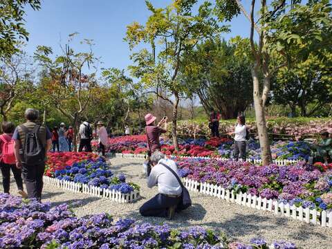 繡球、杜鵑同框美景吸引民眾搶拍(圖片來源：臺北市政府工務局公園路燈工程管理處)