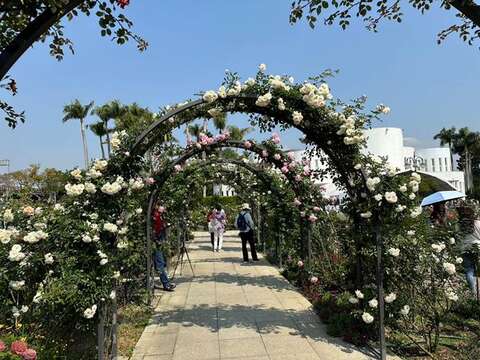 「 臺北玫瑰展」五彩玫瑰園的玫瑰花廊爬滿玫瑰，花開正美(圖片來源：臺北市政府工務局公園路燈工程管理處)