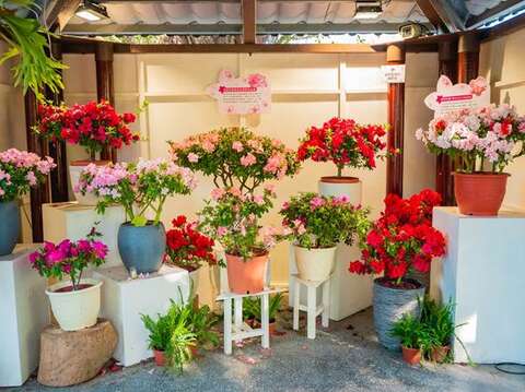 「台北杜鵑花季」於大安森林公園內展示各色杜鵑盆景(圖片來源：臺北市政府工務局公園路燈工程管理處)