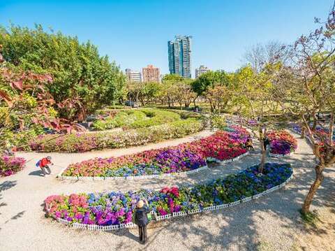 「台北杜鵑花季」杜鵑及繡球花刻正絕美綻放(圖片來源：臺北市政府工務局公園路燈工程管理處)