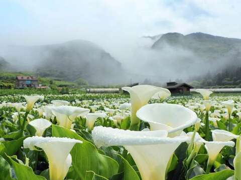 「竹子湖海芋季」3月14日起唯美登場(圖片來源：臺北市政府工務局公園路燈工程管理處)