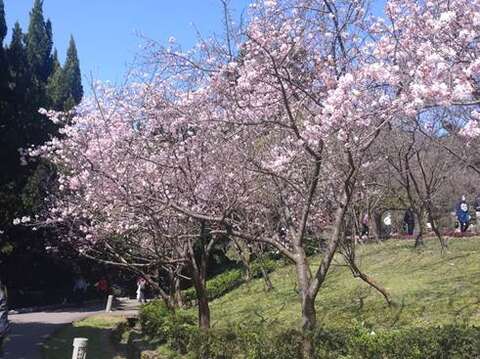 「陽明山花季」遊客中心前的吉野櫻正盛放，花期僅到月中敬請把握(圖片來源：臺北市政府工務局公園路燈工程管理處)