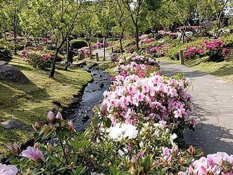 「陽明山花季」櫻花溪流區的杜鵑正熱情綻放(圖片來源：臺北市政府工務局公園路燈工程管理處)