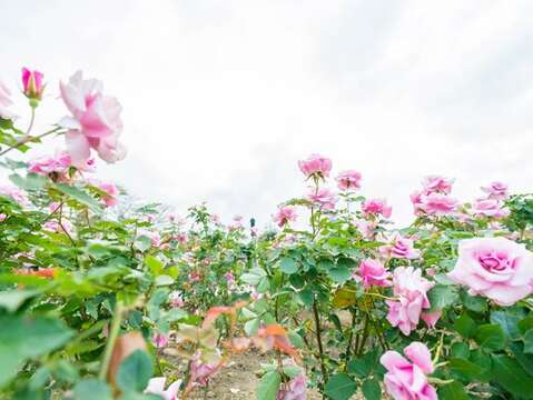 紫色系玫瑰正在臺北玫瑰園盛開，浪漫指數破錶(圖片來源：臺北市政府工務局公園路燈工程管理處)