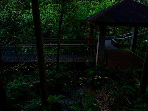 木柵公園螢火蟲的美麗身影-111年攝(圖片來源：臺北市政府工務局公園路燈工程管理處)