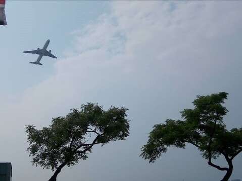 仰望天空是楝樹與飛機合影(圖片來源：臺北市政府工務局公園路燈工程管理處)