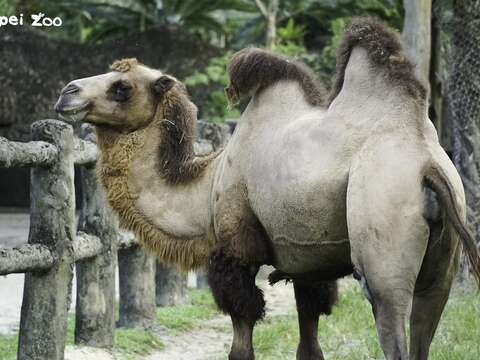 雙峰駱駝「梅煙」家族關係相當緊密(圖片來源：臺北市立動物園)