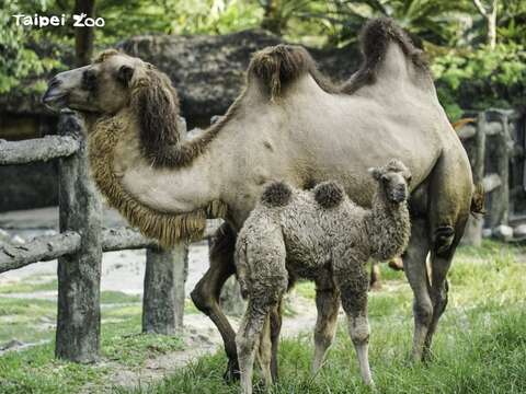 雙峰駱駝的育幼期大約會持續兩年左右(圖片來源：臺北市立動物園)
