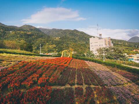 選用薰衣草、金蓮花、銀葉菊、一串紅、五彩石竹及秋海棠，建構出漸層俐落的線條感，壯闊之景不負台版富良野美名。(圖片來源：臺北市政府工務局公園路燈工程管理處)