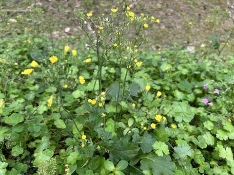 「黃鵪菜」是迷你版的菊花。(圖片來源：臺北市政府工務局公園路燈工程管理處)