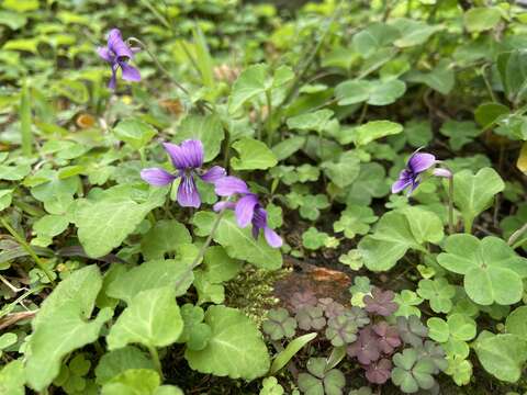 紫色貴氣的堇菜(圖片來源：臺北市政府工務局公園路燈工程管理處)