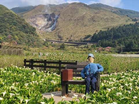 花谷海芋園(圖片來源：臺北市政府產業發展局)