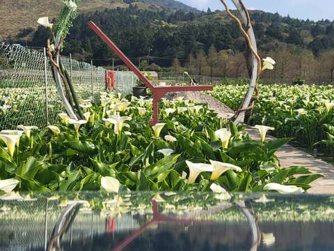財福海芋田(圖片來源：臺北市政府產業發展局)
