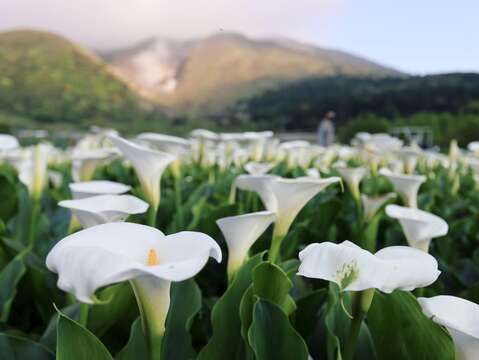 盛開的海芋(圖片來源：臺北市政府產業發展局)