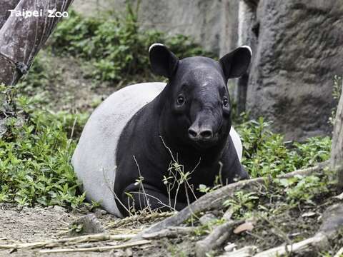「貘花豆」已長成婷婷玉立的小淑女(圖片來源：臺北市立動物園)