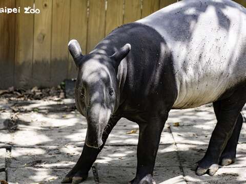 來自新加坡動物園的「Putri」(圖片來源：臺北市立動物園)
