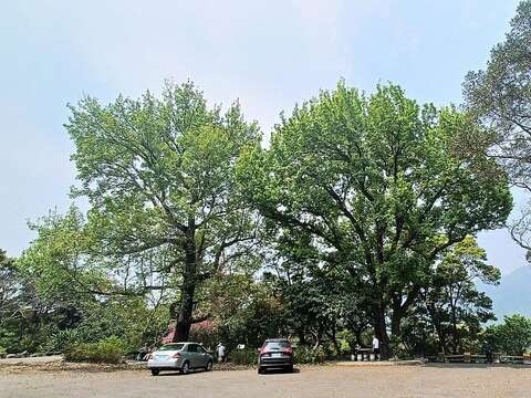楓香姊妹樹休憩平台(圖片來源：臺北市政府工務局大地工程處)