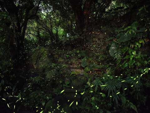 111年虎山步道螢火蟲飛舞(111年4月27日拍攝) (圖片來源：臺北市政府工務局大地工程處)
