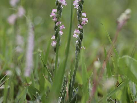最小蘭花「綬草」於清明節在山水綠生態公園悄然登場(圖片來源：臺北市政府環境保護局)