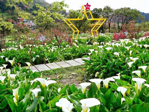 連假期間適逢陽明山竹子湖海芋盛開，歡迎民眾前往觀賞。(圖片提供：臺北市政府觀光傳播局)