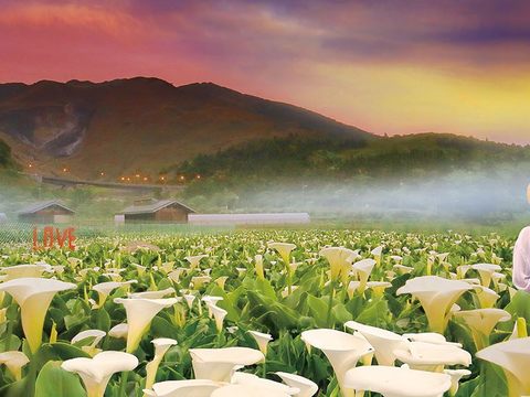 竹子湖海芋季美景(北投區農會提供)