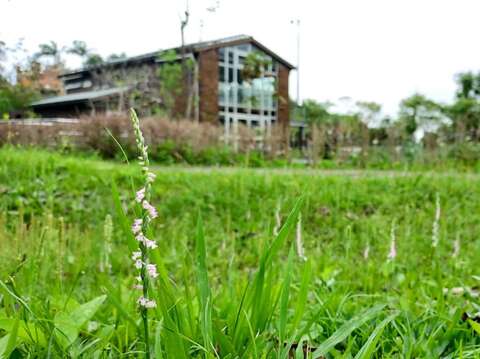 山水綠生態公園「創能、儲能示範場域」周邊綬草盛開(圖片來源：臺北市政府環境保護局)