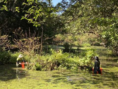 志工進行棲地維護工作-整理浮島植物(圖片來源：臺北市政府工務局公園路燈工程管理處)